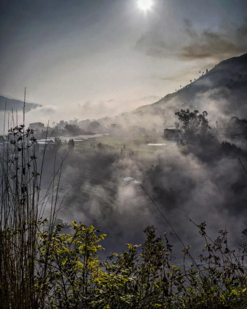 té de calidad de nepal