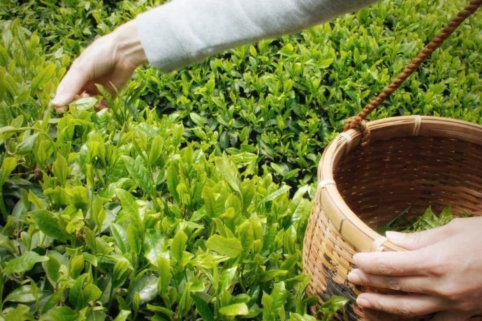 té para bajar de peso